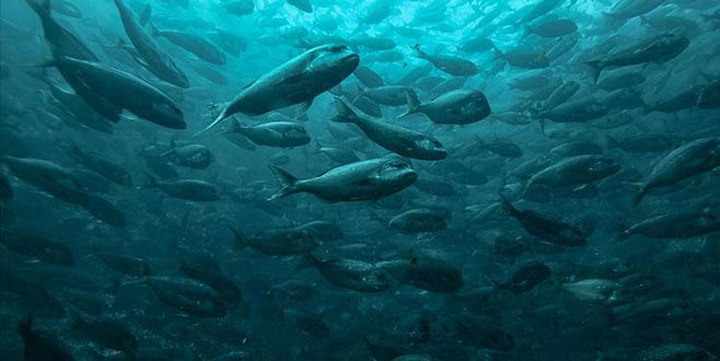 Bakanlık duyurdu! Bir ilk gerçekleşti