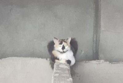 İtfaiye yavru kediyi kurtarmaya çalıştı, anne kedi izledi