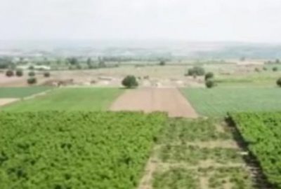 Ovada zor günler! 60 bin ağaç kesildi