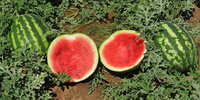 Üretici karpuzu tarlada bıraktı