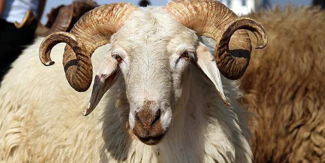 Bakan’dan ‘kurbanlık’ açıklaması