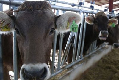 Düve desteği projesi 81 ile çıkıyor