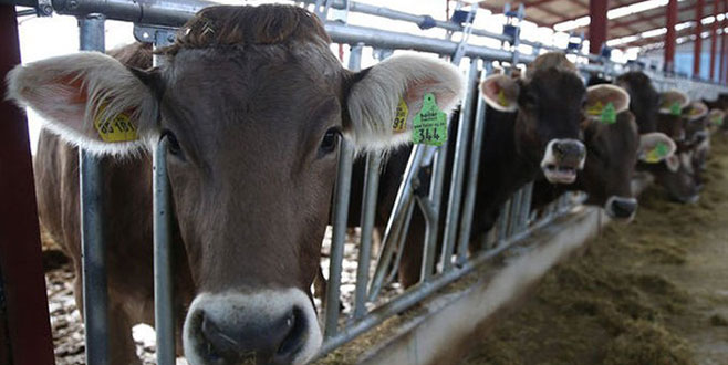 Düve desteği projesi 81 ile çıkıyor