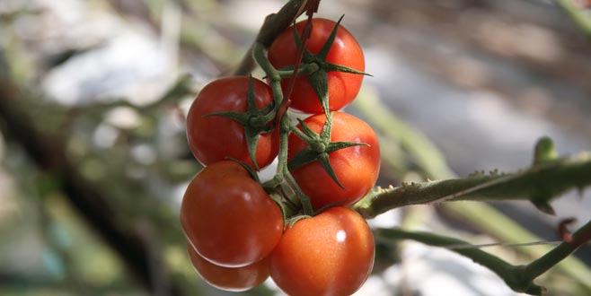 Domates üreticisi umduğunu bulamadı