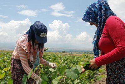 Tokat’tan Japonya’ya asma yaprağı