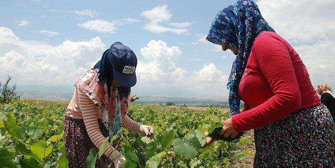Tokat’tan Japonya’ya asma yaprağı Tokat’tan Japonya’ya asma yaprağı