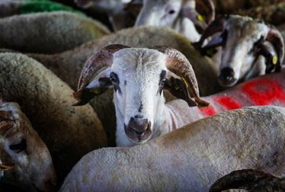 THK’dan kurban derisi önerileri
