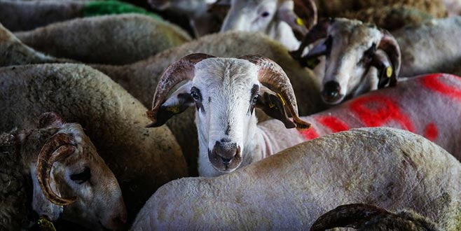 THK’dan kurban derisi önerileri