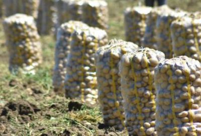 İnegöl’de patates hasadı başladı