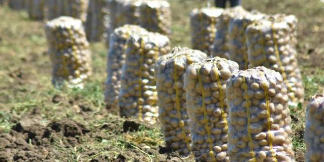 İnegöl’de patates hasadı başladı