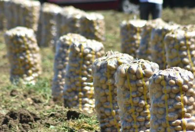İnegöl patatesinde hasat zamanı