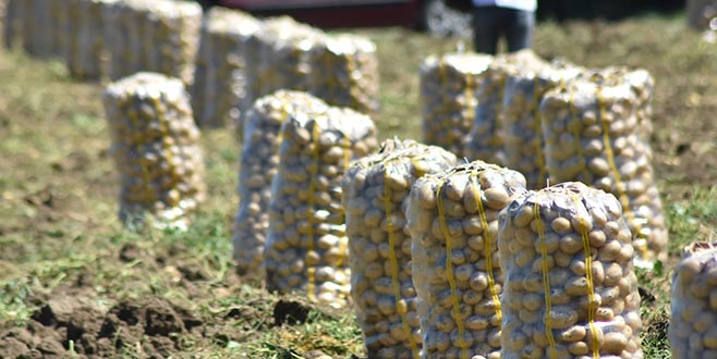 İnegöl patatesinde hasat zamanı