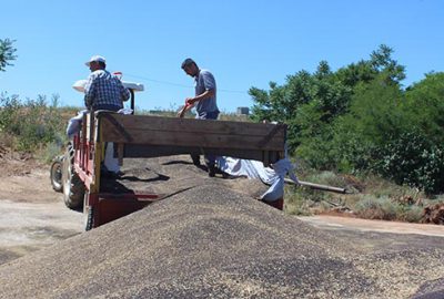İnegöl’de kanola hasadı başladı