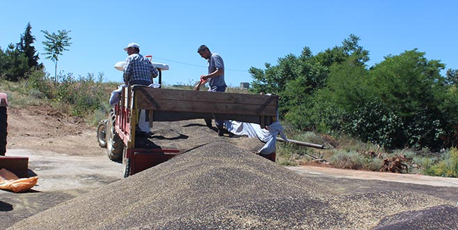 İnegöl’de kanola hasadı başladı