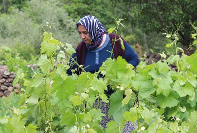 Yaprağı meyvesinin 6 katı fiyata satılıyor