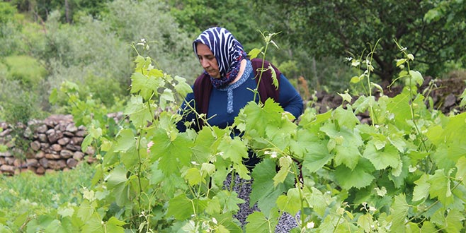 Yaprağı meyvesinin 6 katı fiyata satılıyor