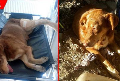 Kamyonun ezdiği köpek için seferber oldular
