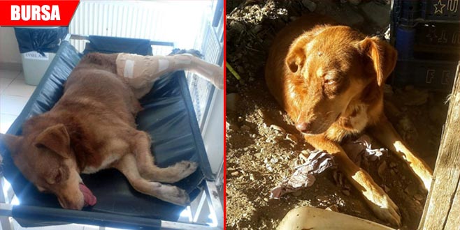 Kamyonun ezdiği köpek için seferber oldular Kamyonun ezdiği köpek için seferber oldular