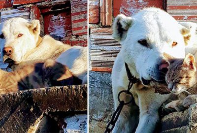 Bu ikiliyi gören şaşırıyor