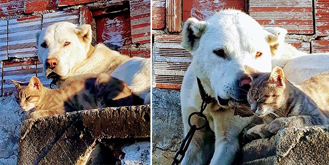 Bu ikiliyi gören şaşırıyor