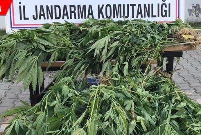 660 kök Hint keneviri ele geçirildi