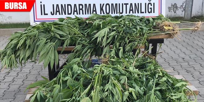 660 kök Hint keneviri ele geçirildi