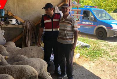 Kaybolan 25 koyunu jandarma buldu