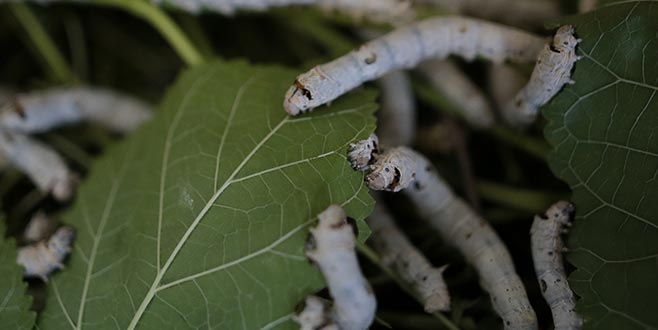 Bursa ipeği’nde hasat zamanı
