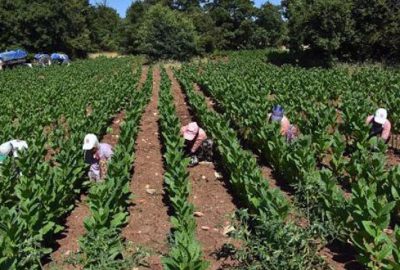 İnegöl’de tütün hasadı başladı