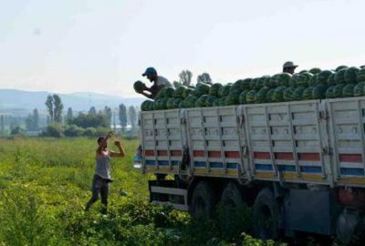 Karacabey’de karpuz hasadı başladı