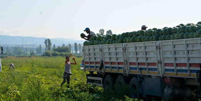 Karacabey’de karpuz hasadı başladı Karacabey’de karpuz hasadı başladı
