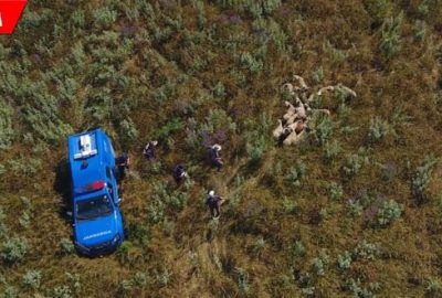 Kayıp koyunlar drone ile bulundu