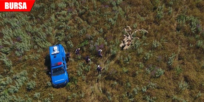 Kayıp koyunlar drone ile bulundu Kayıp koyunlar drone ile bulundu