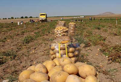 Patates üreticisinin yüzü gülüyor