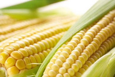 Mısır fiyatları 5 yılın zirvesinde