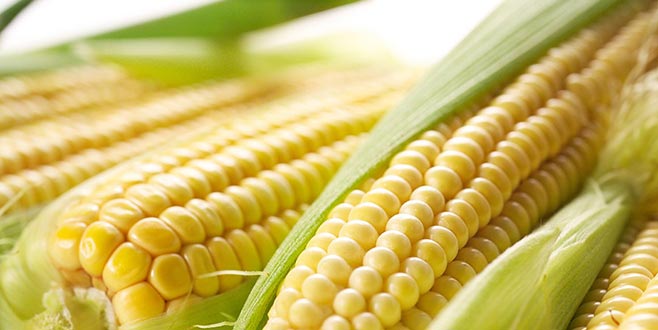 Mısır fiyatları 5 yılın zirvesinde