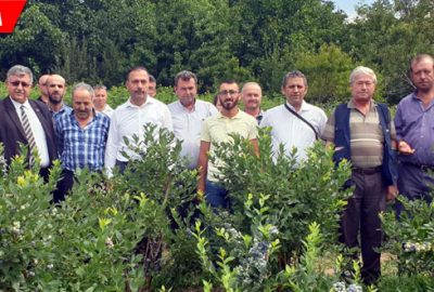 Dağ ilçelerinde yaban mersinine rağbet