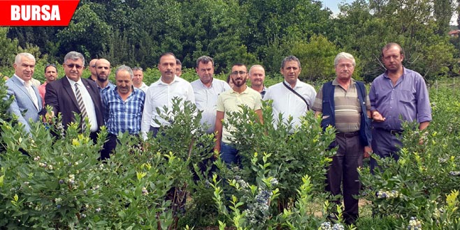 Dağ ilçelerinde yaban mersinine rağbet Dağ ilçelerinde yaban mersinine rağbet