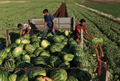 Diyarbakır’da karpuz bolluğu
