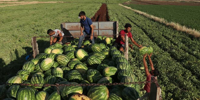 Diyarbakır’da karpuz bolluğu
