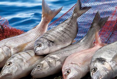 ABD ve Rusya Türk balığının lezzetinde birleşti