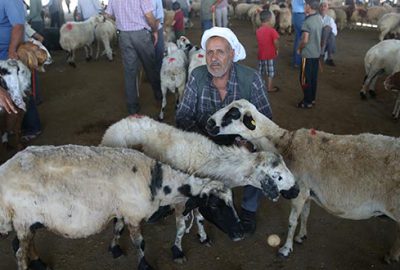 Kurbanlık koçun kilogramı 23 lira