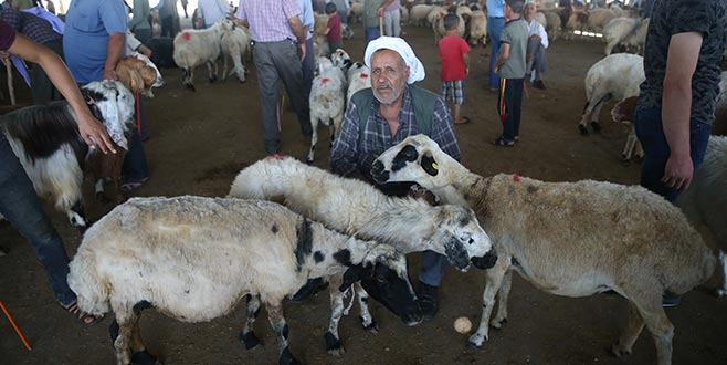 Kurbanlık koçun kilogramı 23 lira