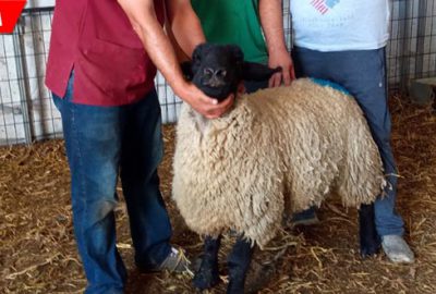 Bu koçu 5 bin Euro’ya sattılar