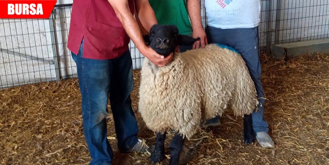 Bu koçu 5 bin Euro’ya sattılar