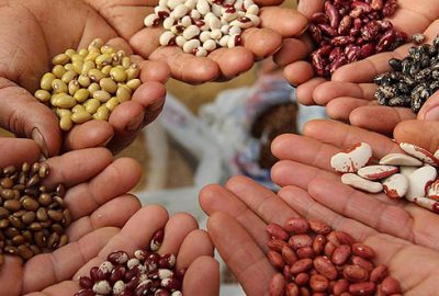 Türk tohumları dünyada filizleniyor