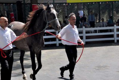 Karacabey’de görücüye çıkacaklar