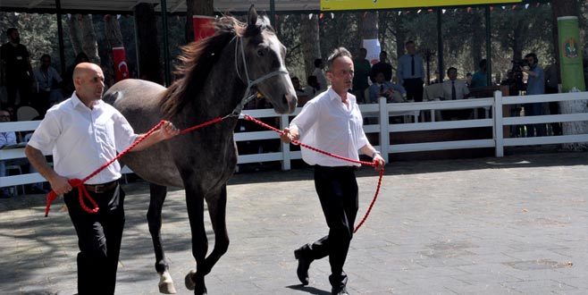 Karacabey’de görücüye çıkacaklar Karacabey’de görücüye çıkacaklar