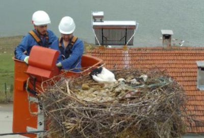 Sakat yavru leyleği, elektrik firması ekipleri kurtardı