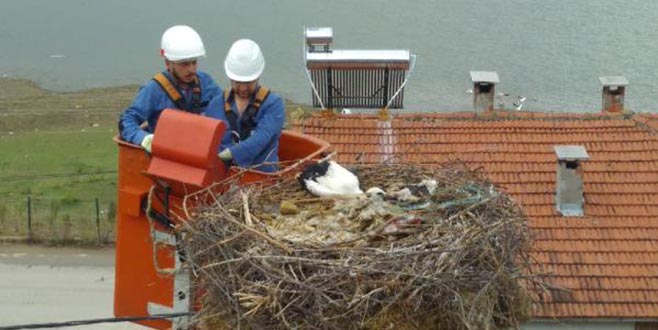 Sakat yavru leyleği, elektrik firması ekipleri kurtardı Sakat yavru leyleği, elektrik firması ekipleri kurtardı